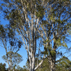 eucalyptus tereticornis